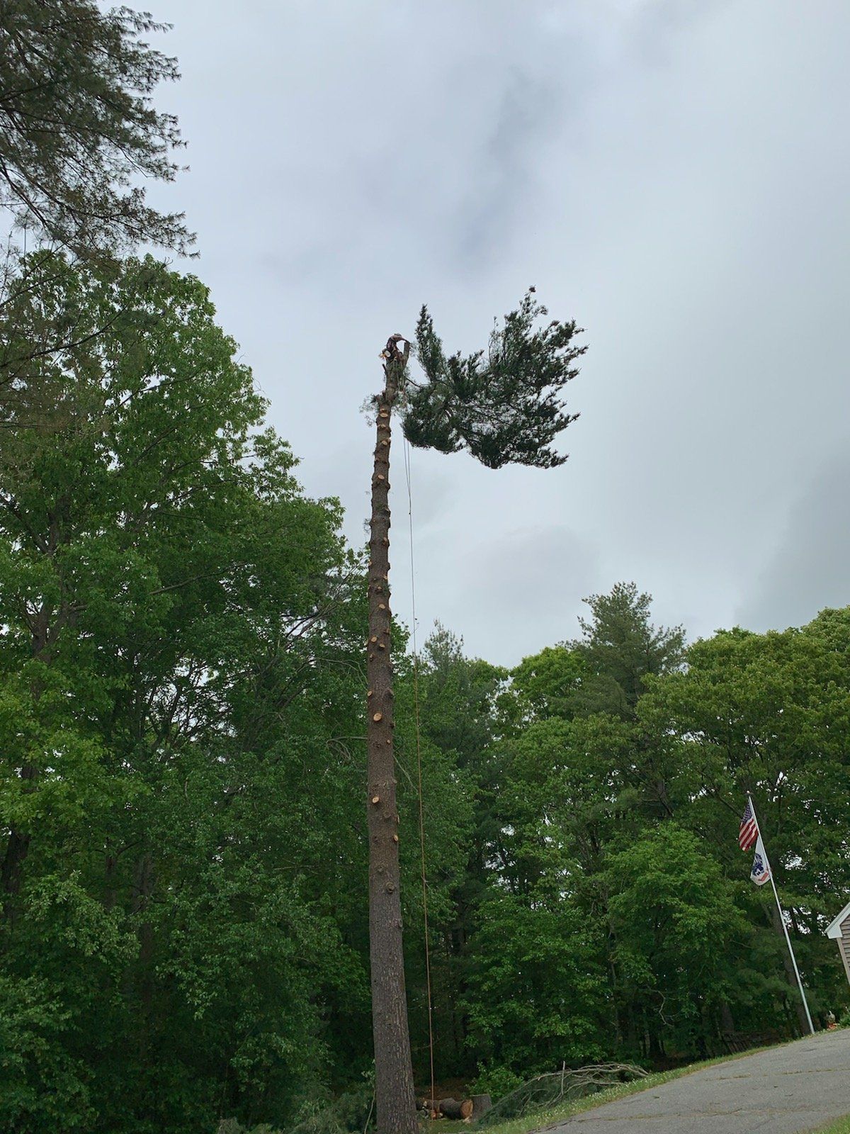 dead tree company ma