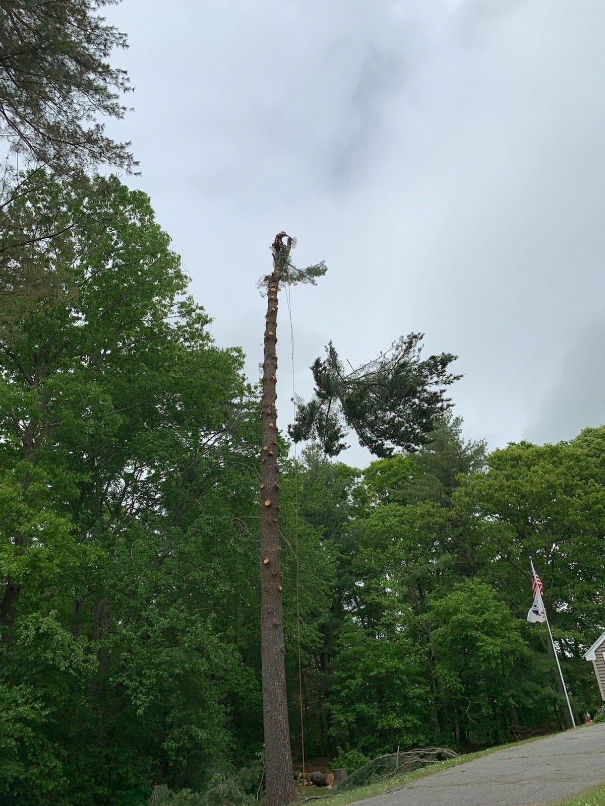 dead tree removal near me
