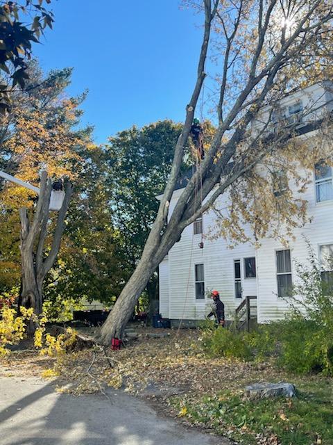 emergency tree service taunton ma