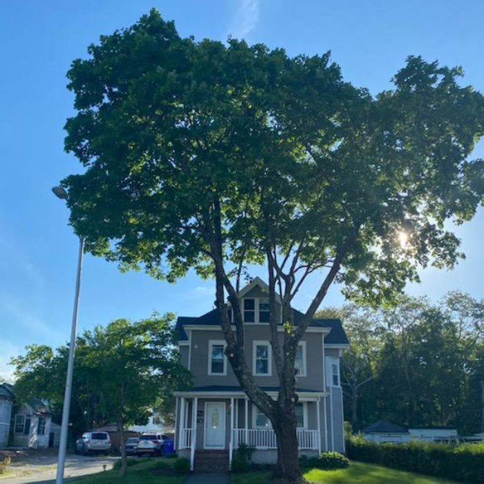 A house with a large tree in front of it