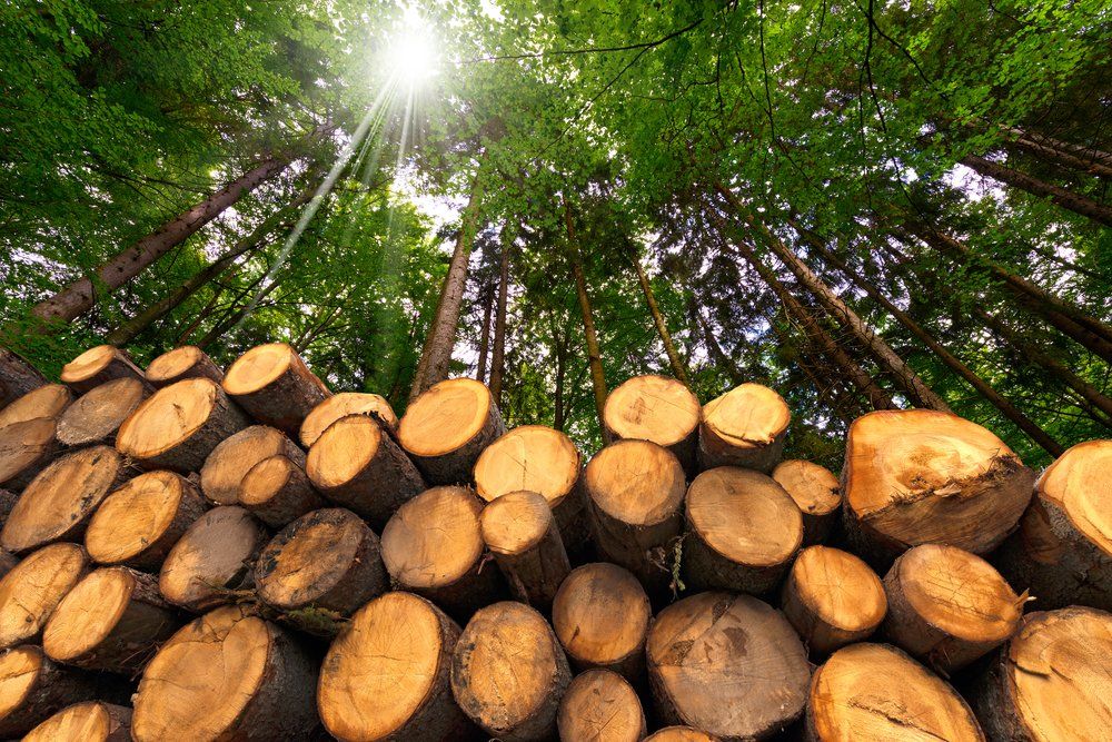 tree services in my area