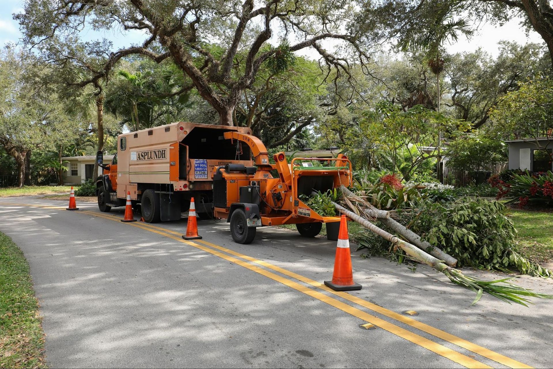 emergency tree removal in taunton ma
