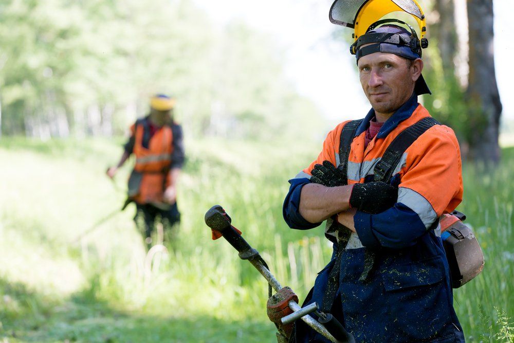 Tree Removal Services Taunton MA