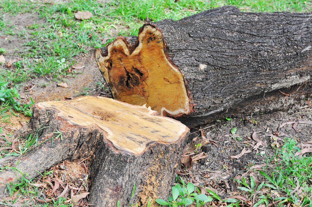 Stump Grinding Taunton MA