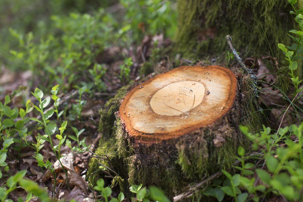 Stump Grinding & Removal Taunton MA