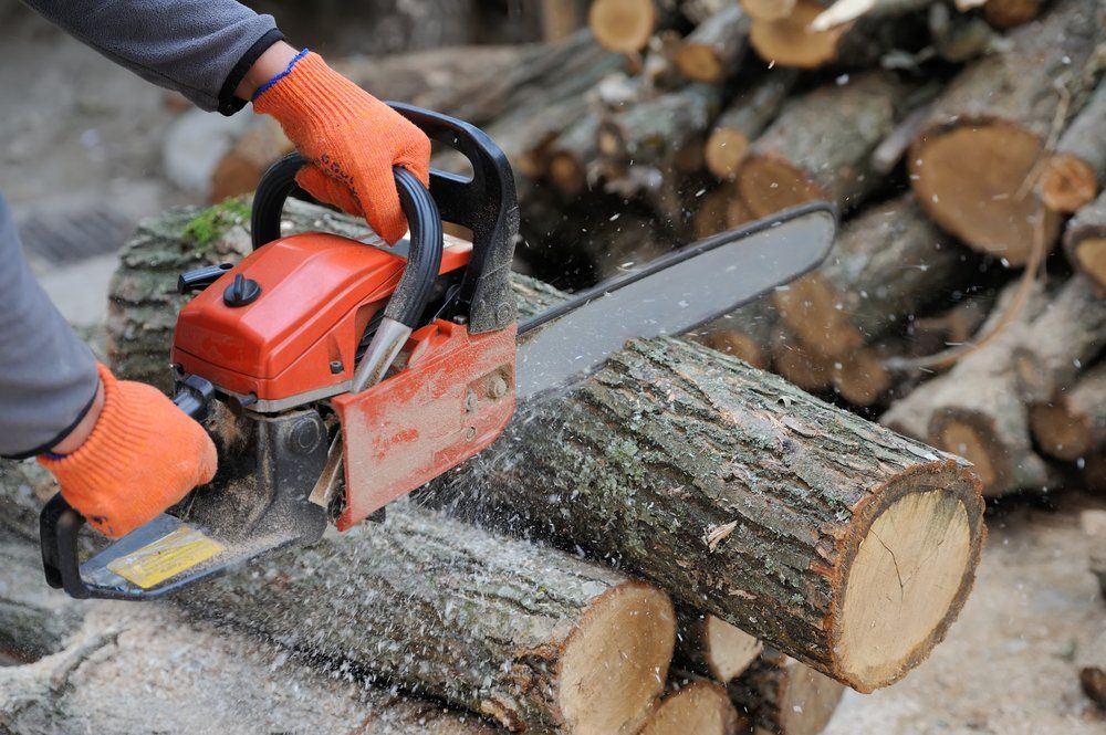 Tree Removal in Taunton, MA