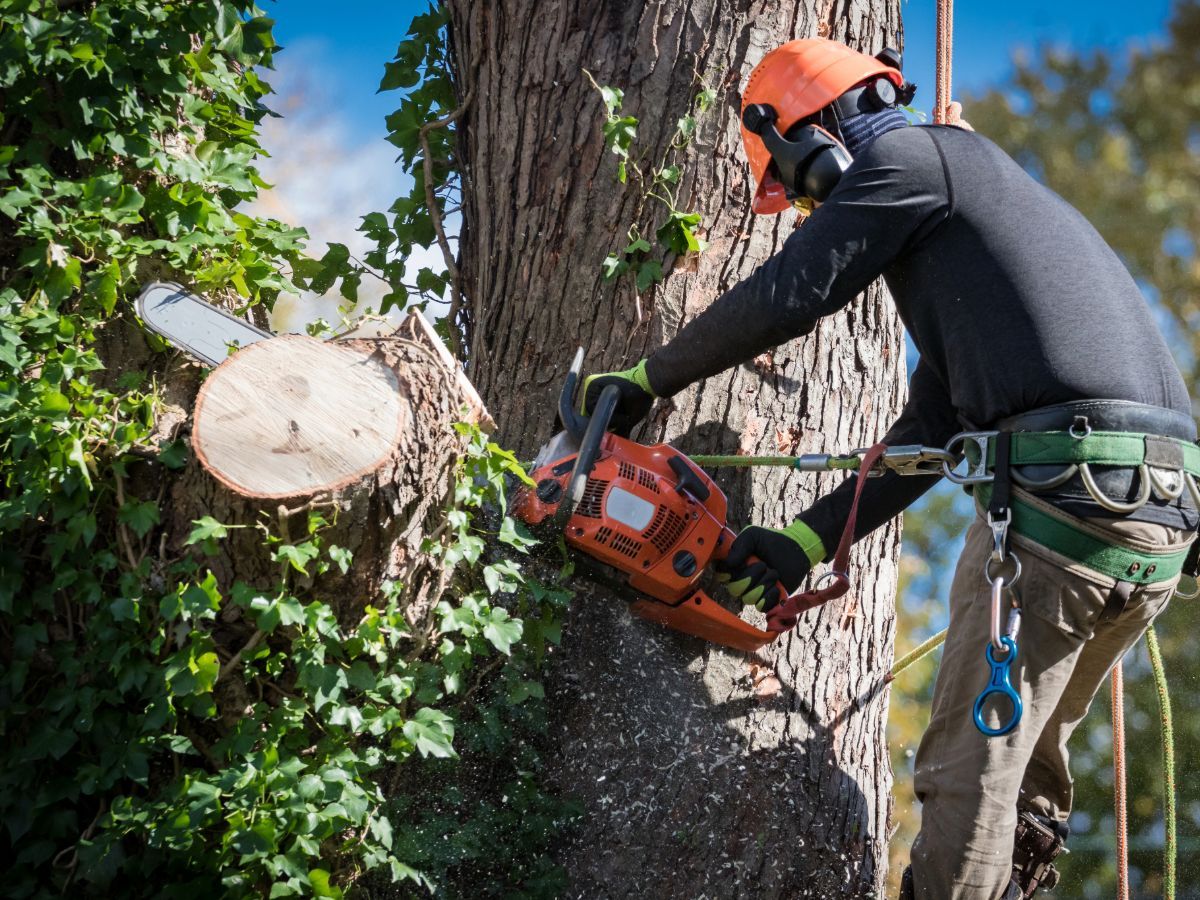 tree services in my area