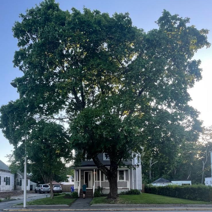 A house with a large tree in front of it
