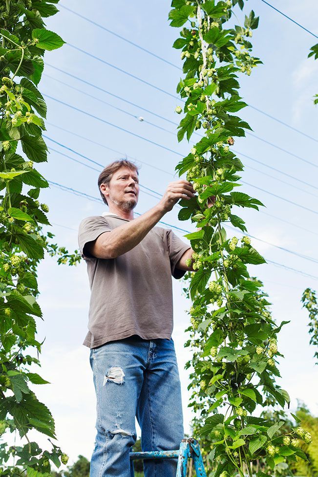 A man tending to hops on a hops farm