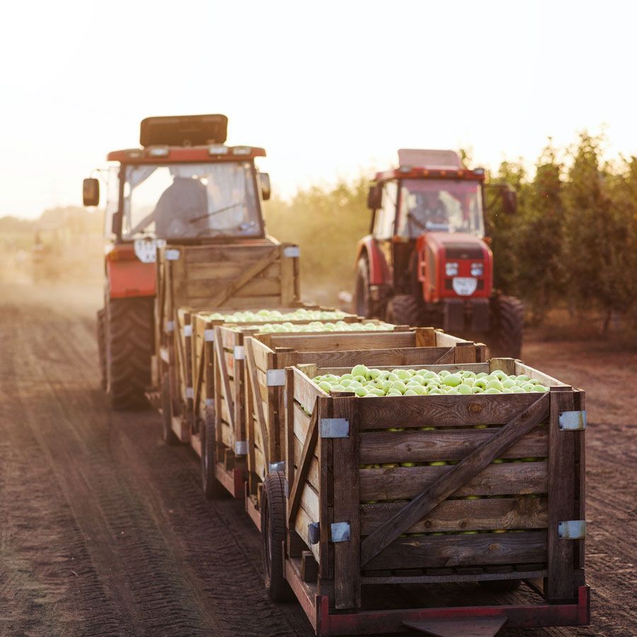 A photo of farm equipment moving pears during a fruit harvest