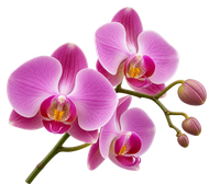 Fiori di orchidea rosa con steli e boccioli verdi su sfondo bianco