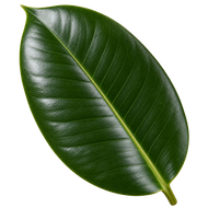 Foglia verde scuro lucida isolata su sfondo bianco
