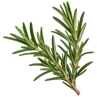 Rametto di rosmarino fresco e verde con foglie sottili e aghiformi su sfondo bianco.