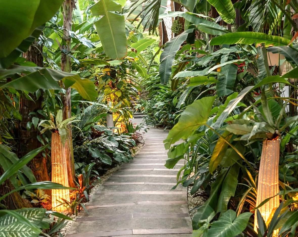 Concrete path through lush tropical plants and palm trees in a dense garden