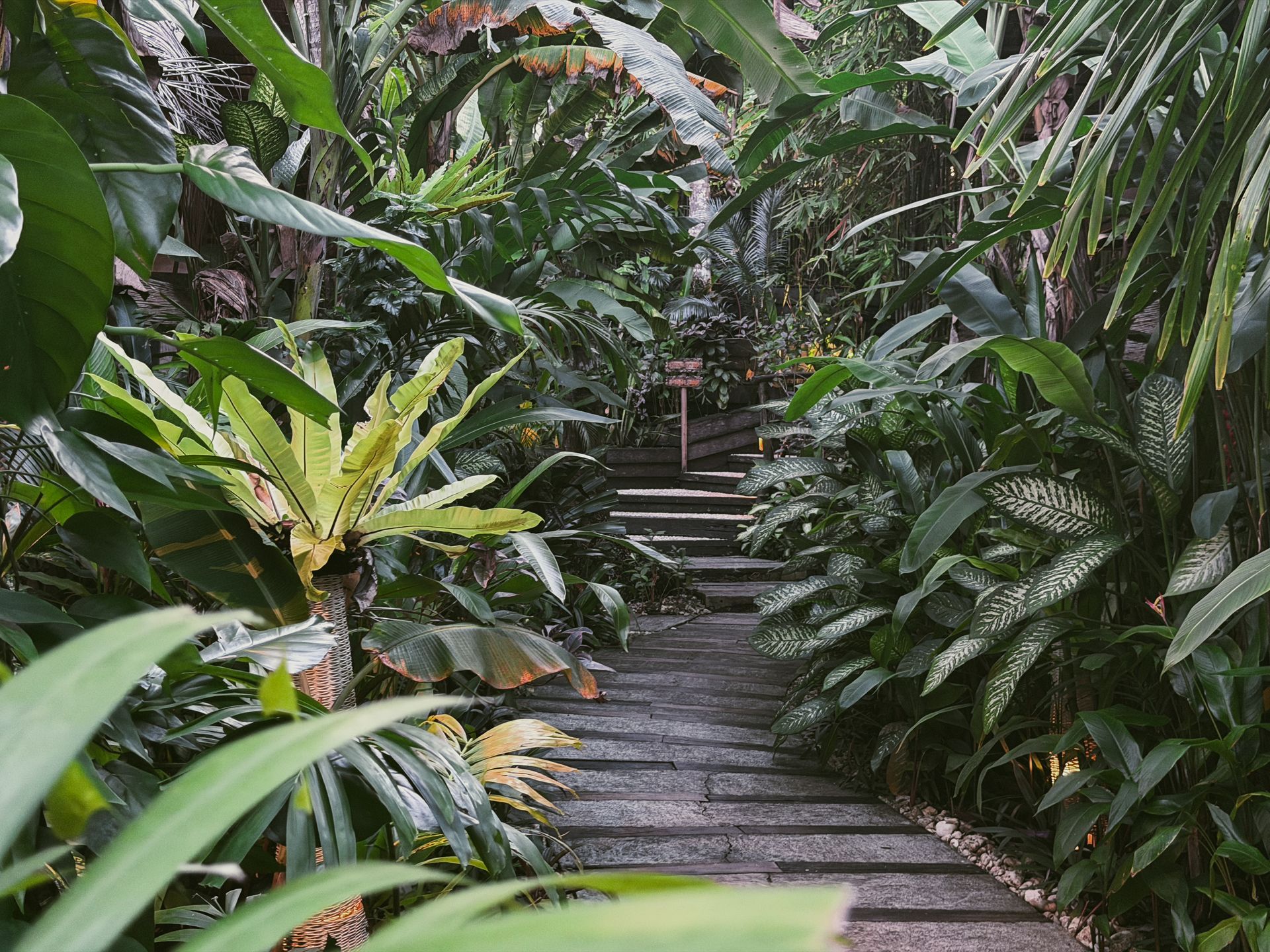 Lush tropical garden path with stone steps surrounded by dense green foliage