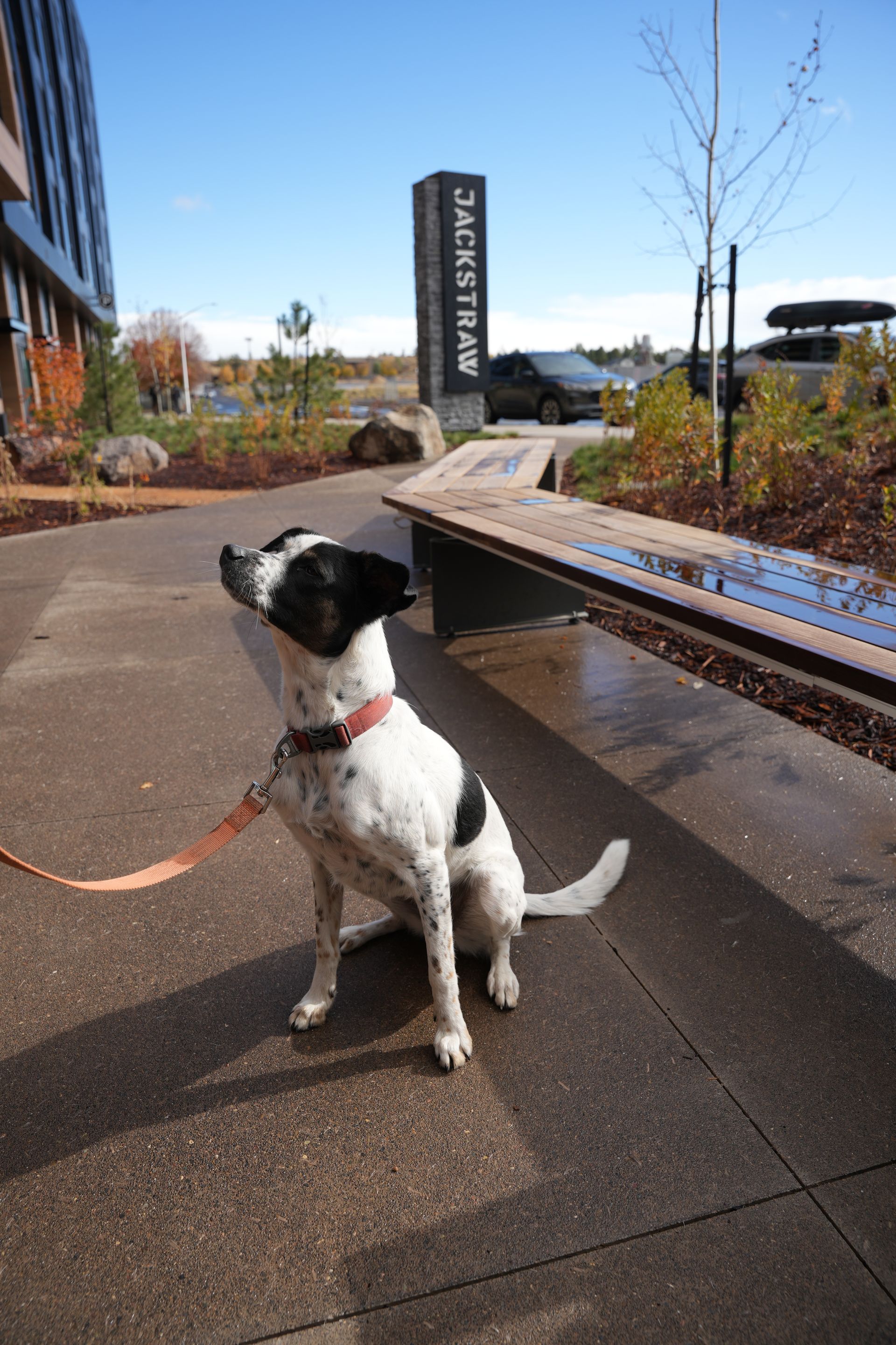 Dog with black and white markings sits, looking up, on a sidewalk, near a sign that reads 