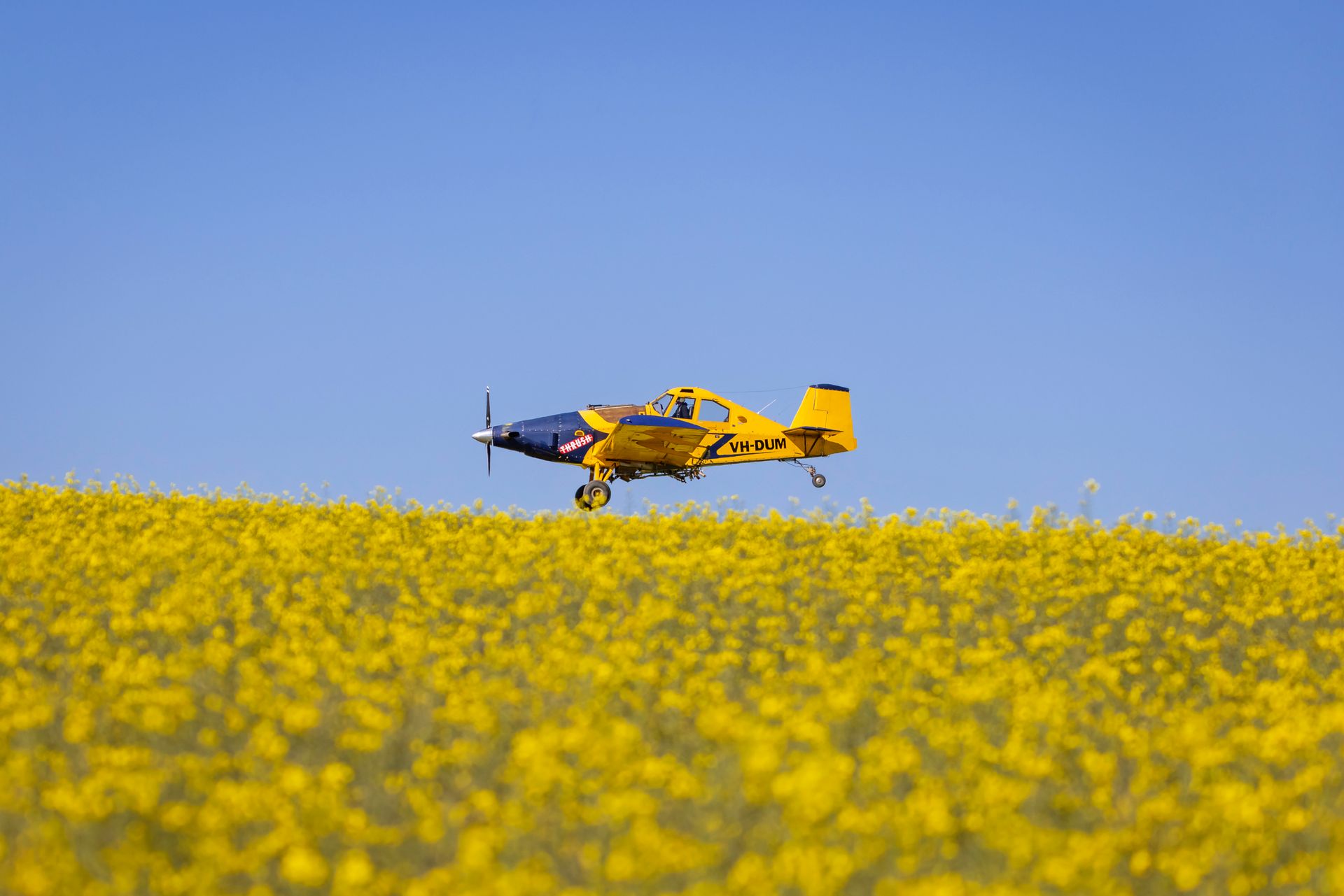 Yellow crop duster plane flying low over a field of yellow flowers under a clear blue sky.