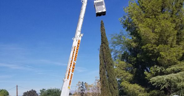 A white crane boom reaches up toward a tall, slender evergreen tree against a bright blue sky.