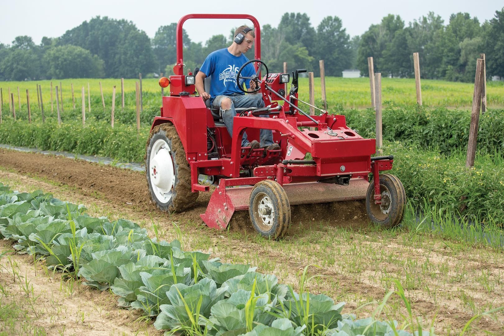 Person driving a red tractor along crop rows in a farm field