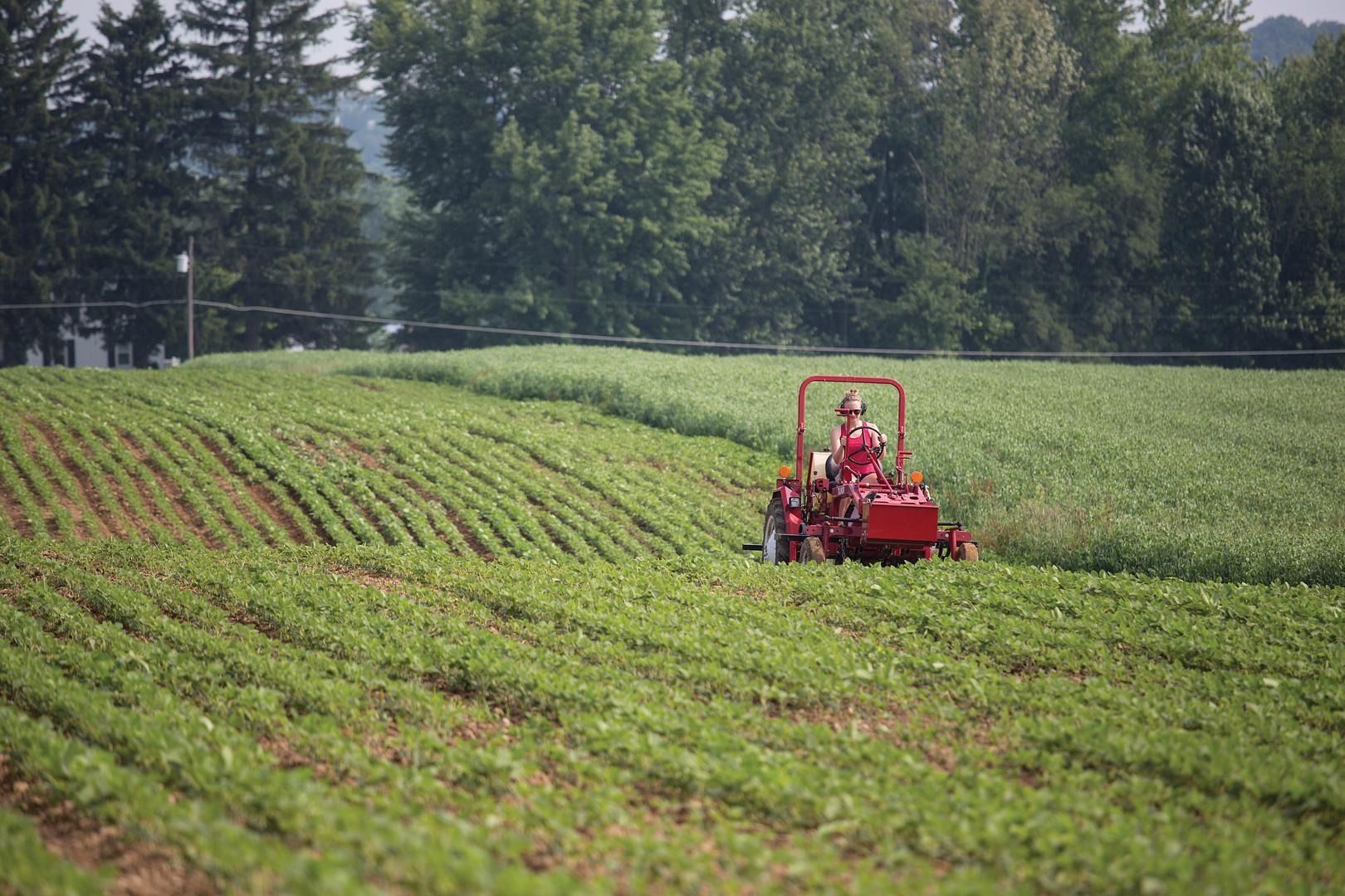Red farm tractor working in a green crop field with trees in the background