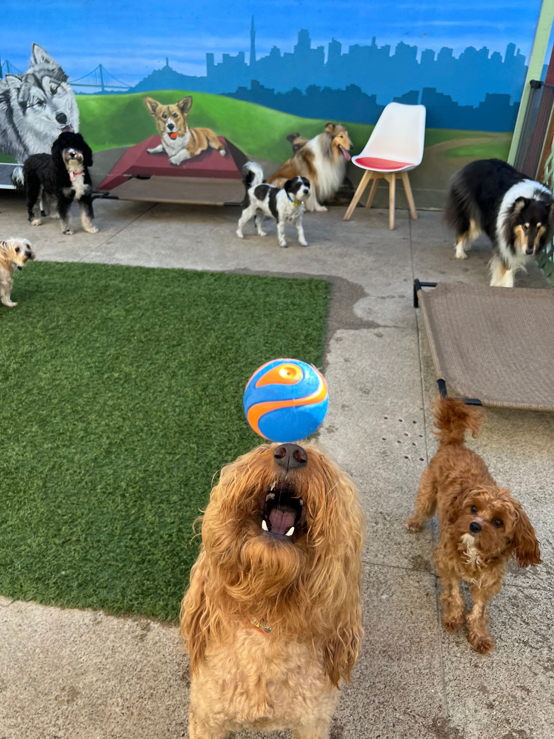 A group of dogs are playing with a ball in a yard.