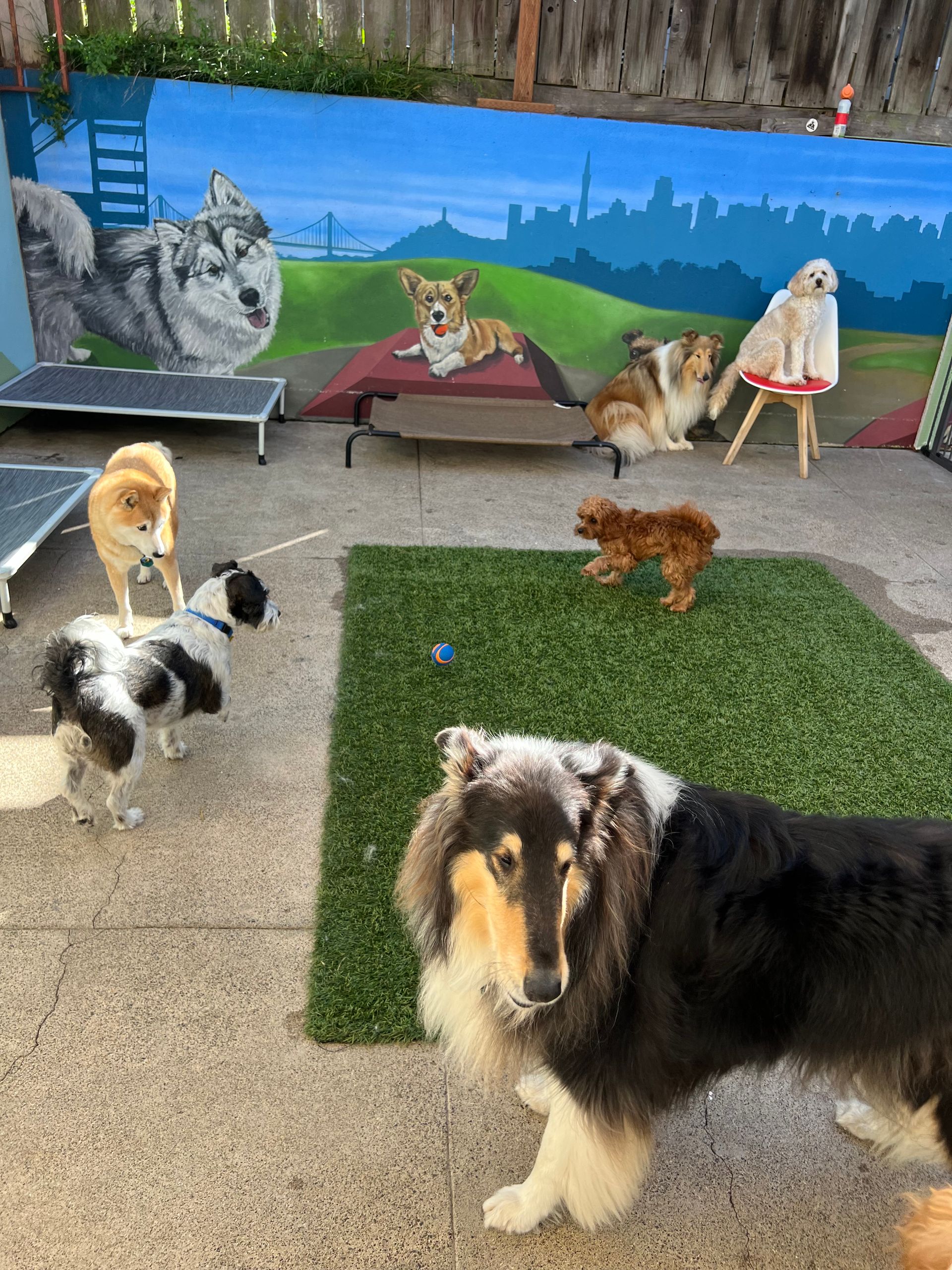 A group of dogs are playing in a yard with a mural in the background.