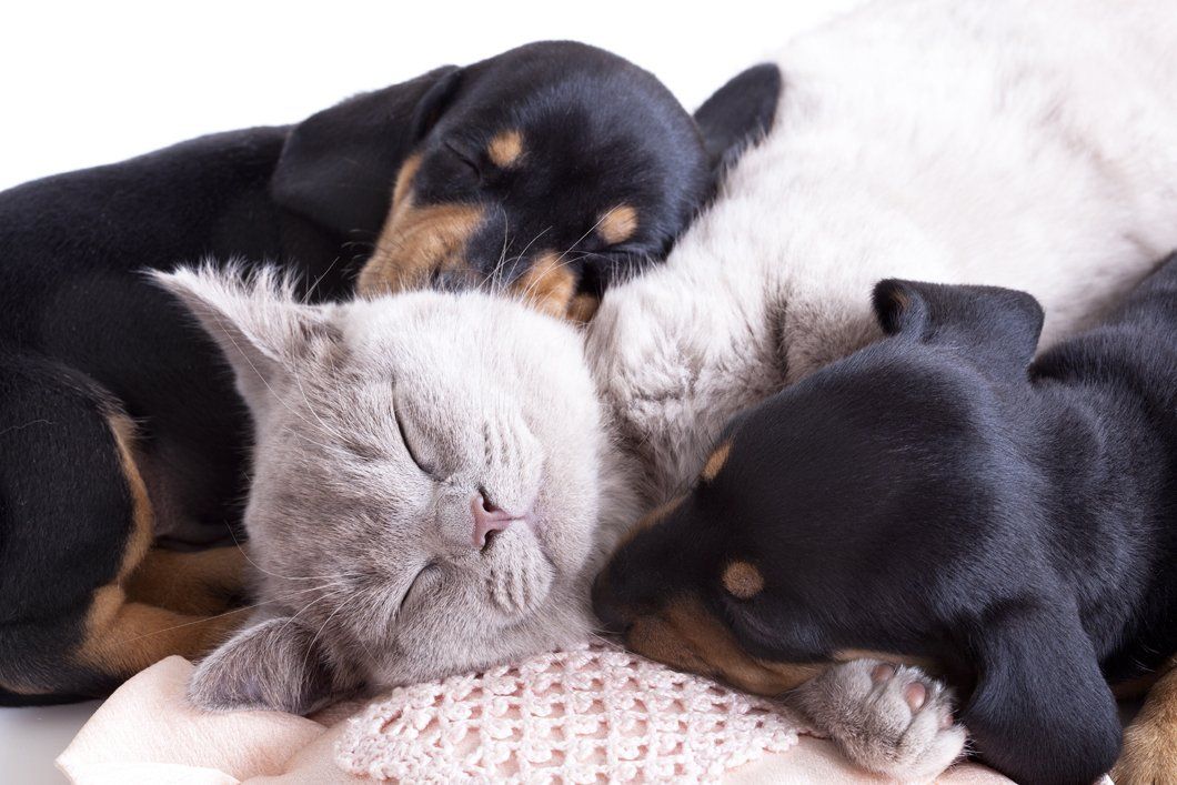 a cat and dogs sleeping