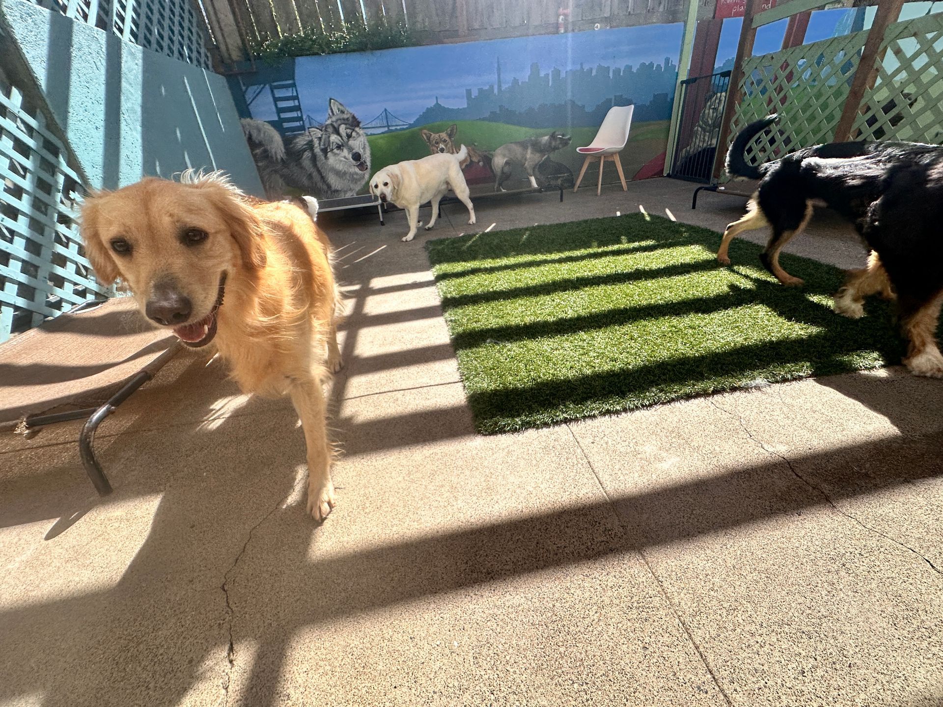 A group of dogs are playing in a fenced in area.