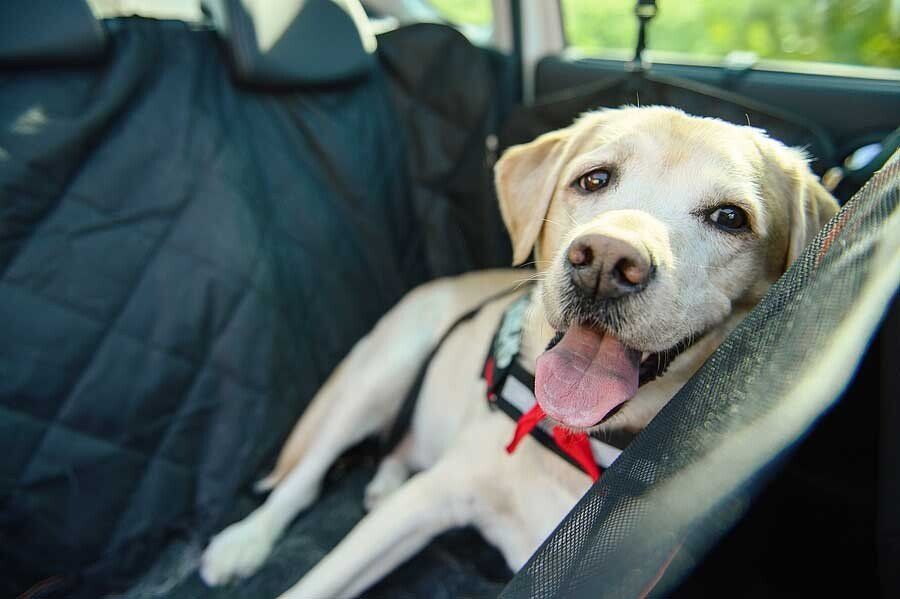 Dog seating on a car