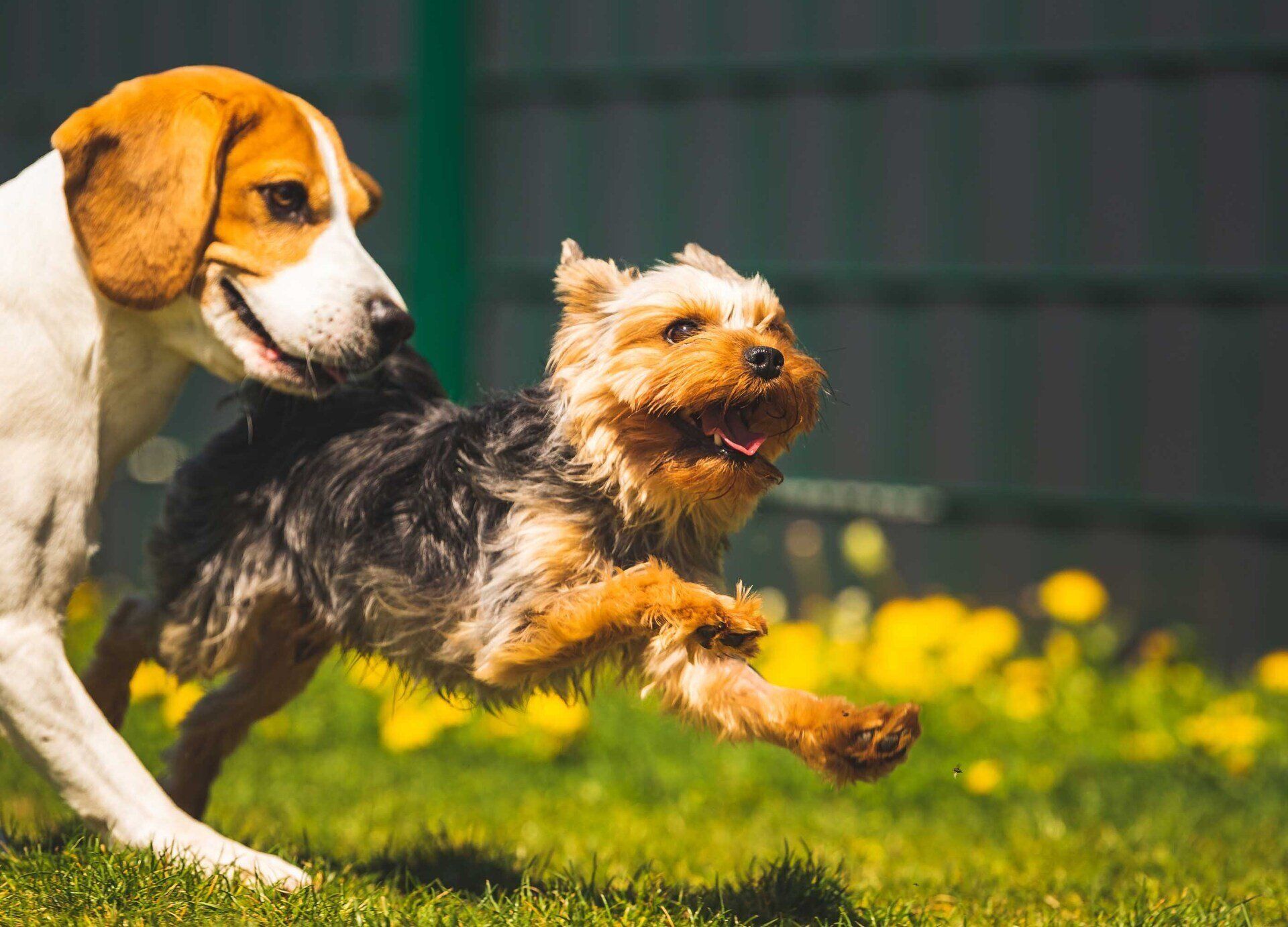 Cute yorkshire terrier do running