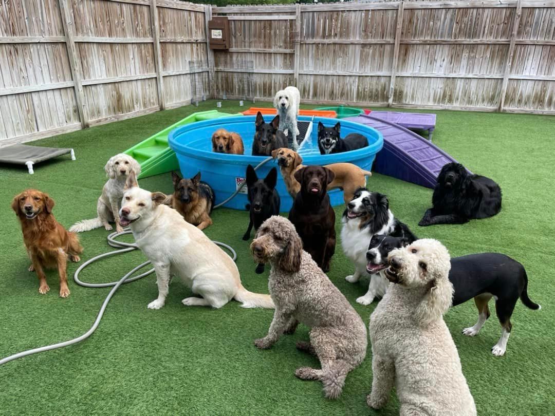 Dogs in an outdoor play area; some are in a pool, others sitting.