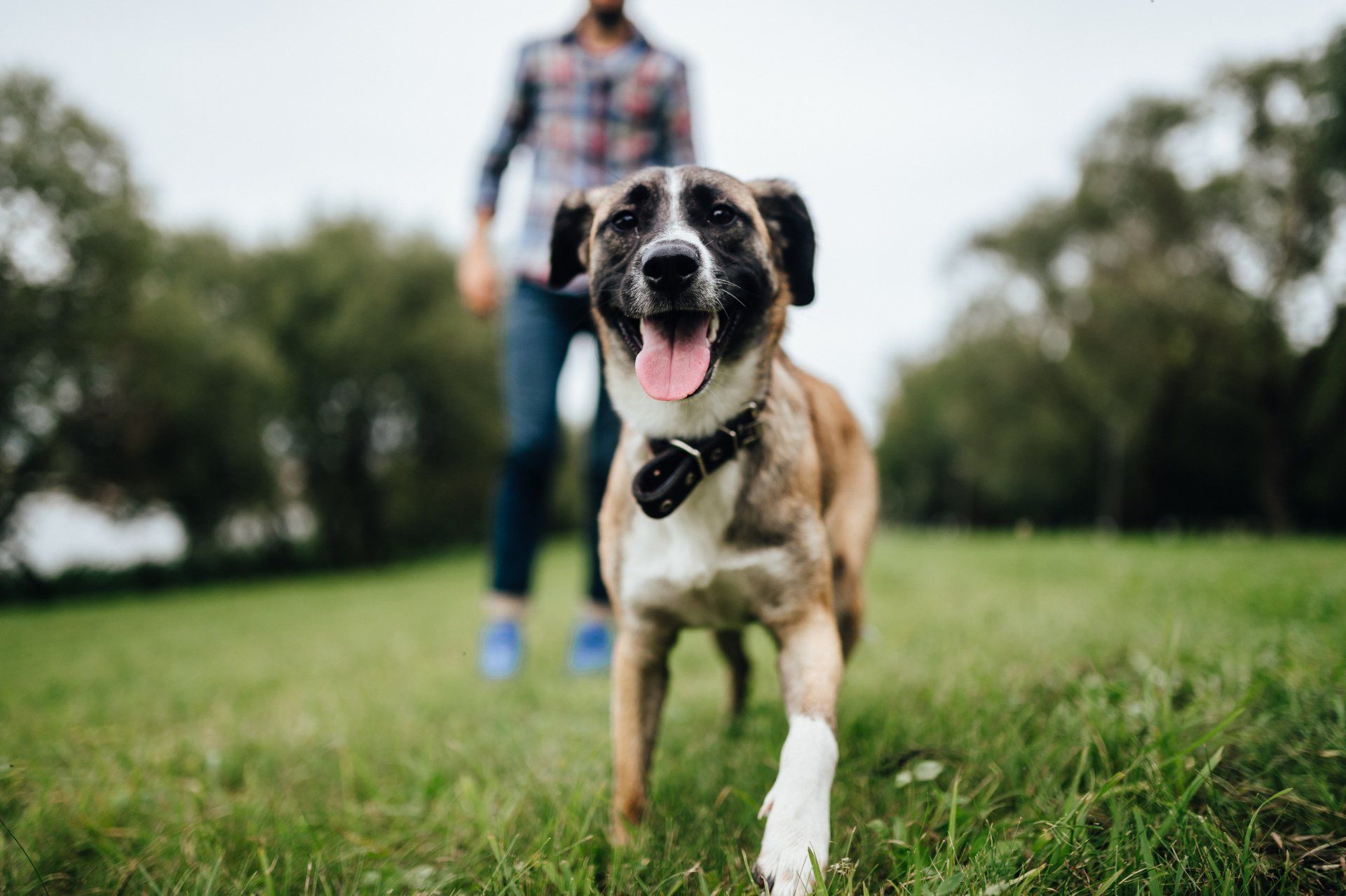 Dog Training San Francisco CA