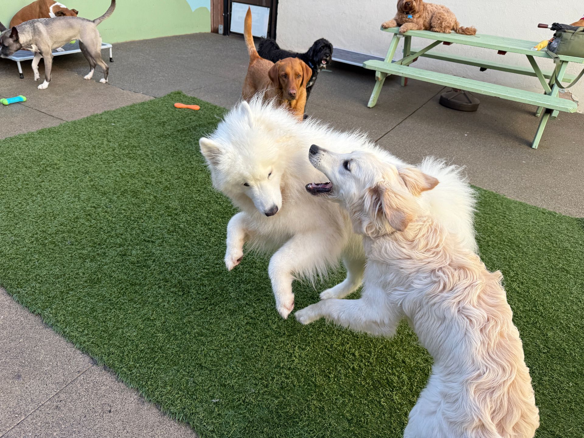 A group of dogs are playing on a lush green lawn.