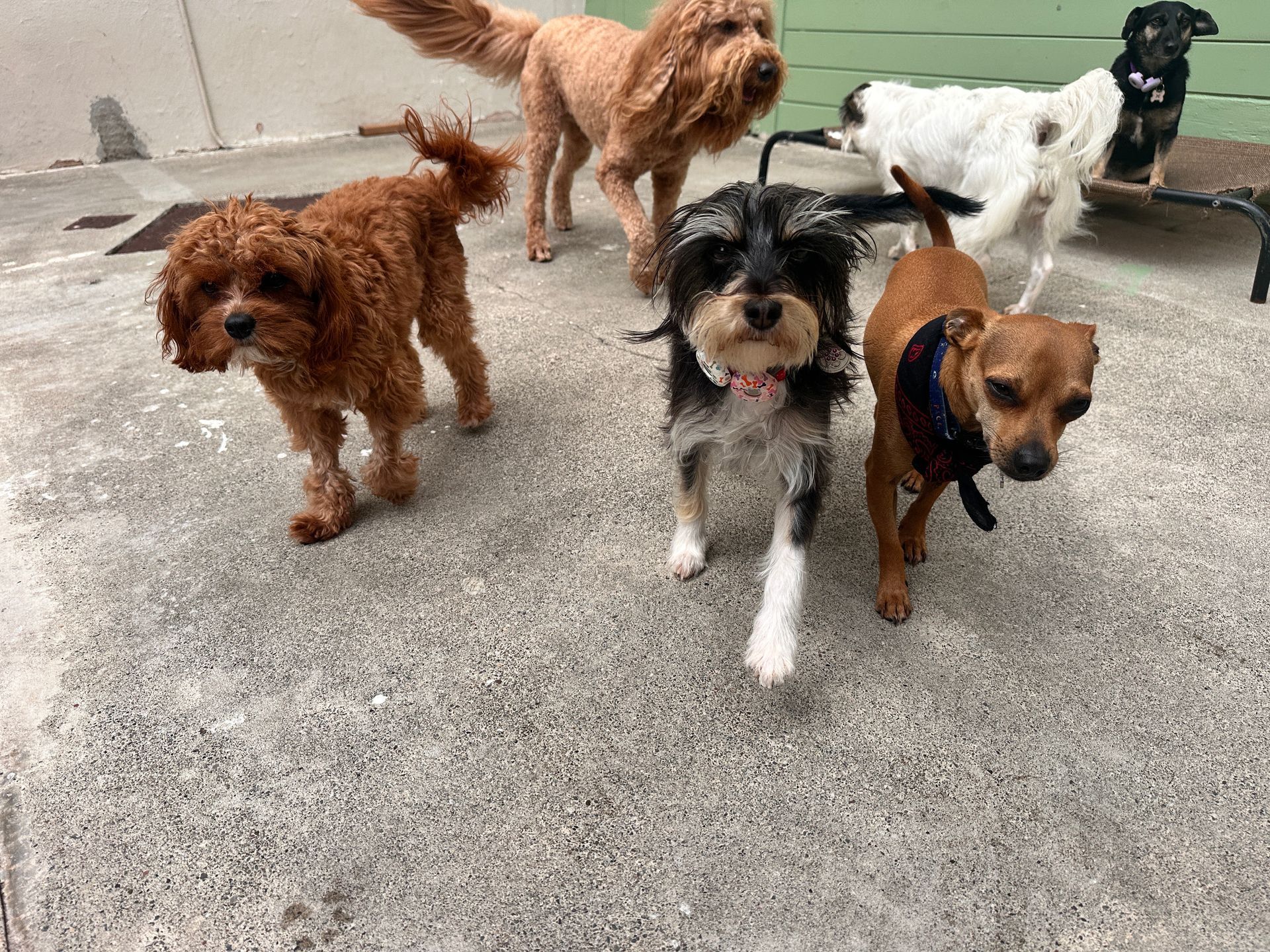 A group of dogs are standing next to each other on a sidewalk.