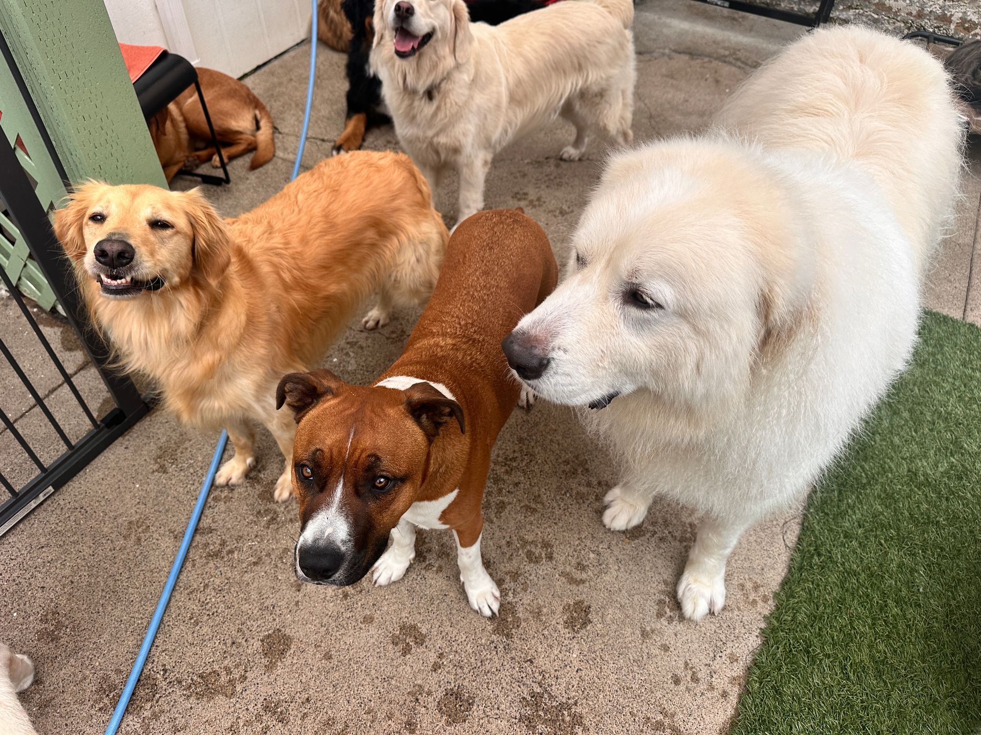 A group of dogs are standing next to each other on a sidewalk.
