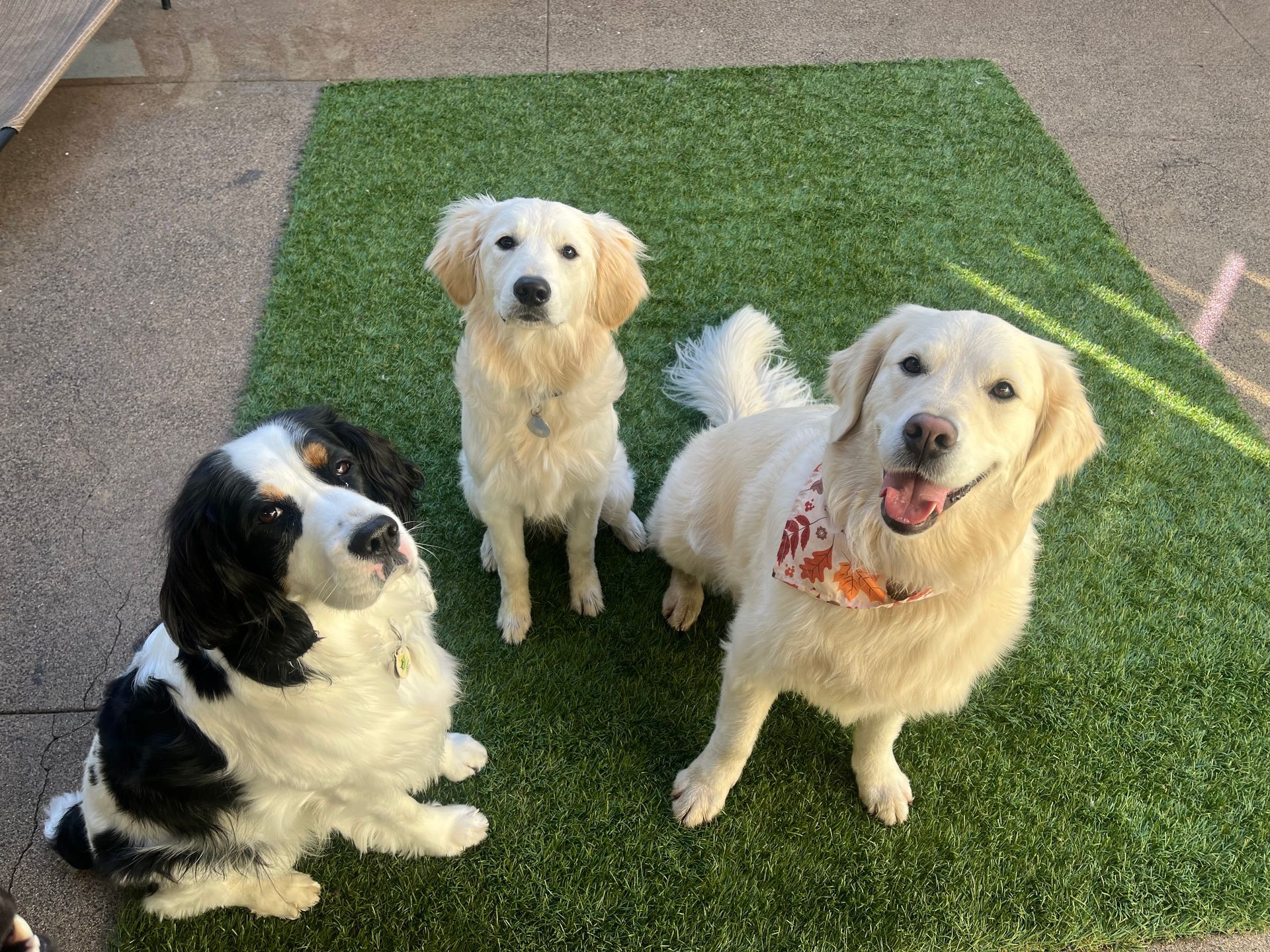 Three dogs are sitting on top of a green carpet.