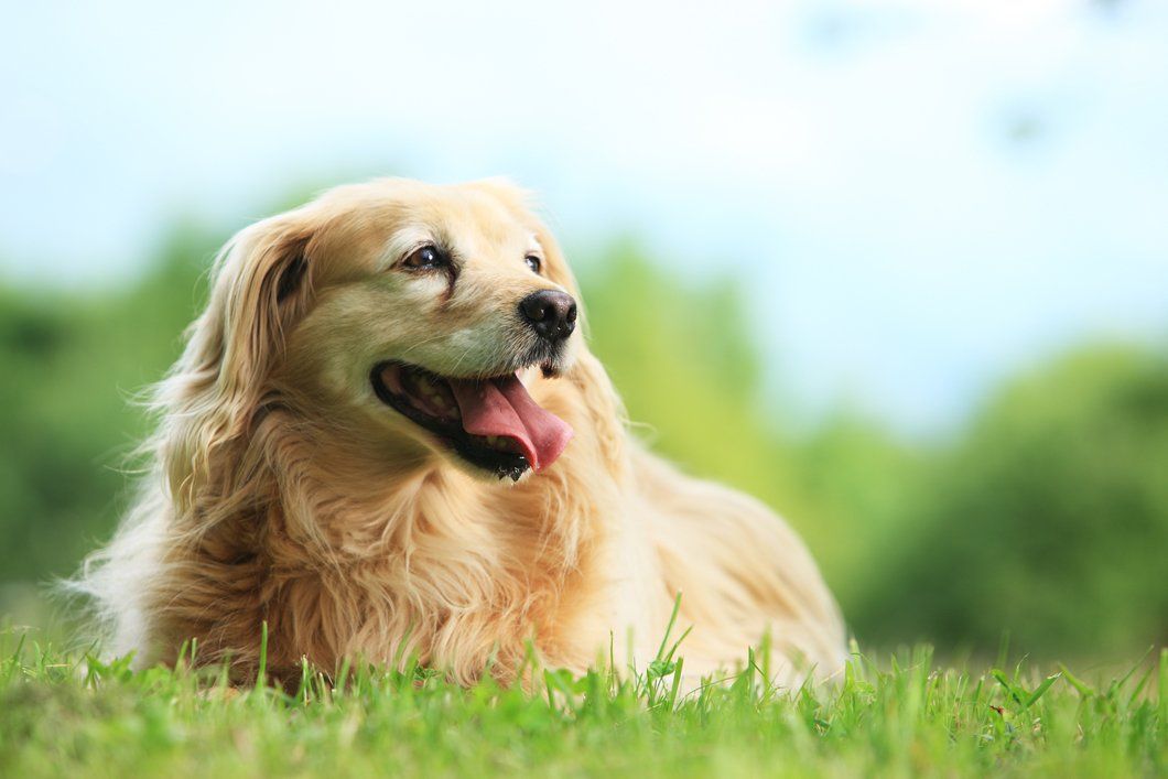 Dog resting on the grass