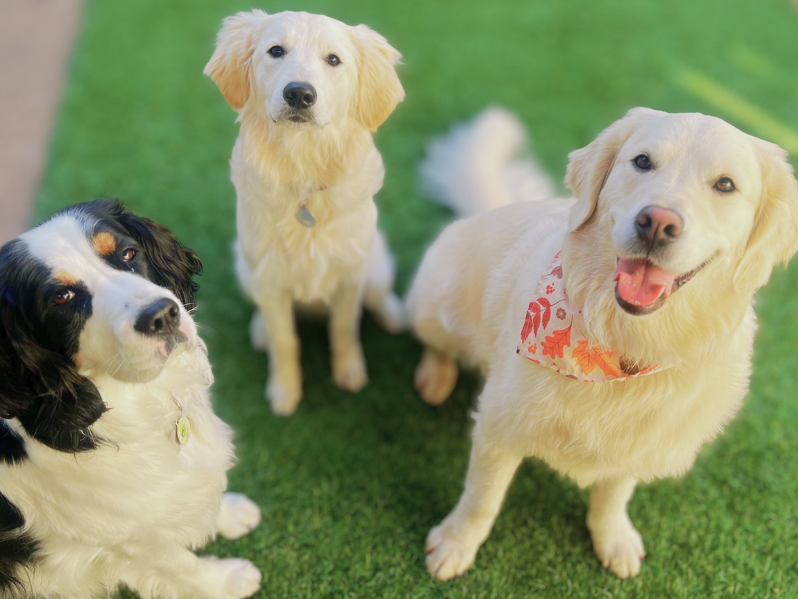 Make dog pals at your next Expert Pet Hotel & Resort in San Francisco