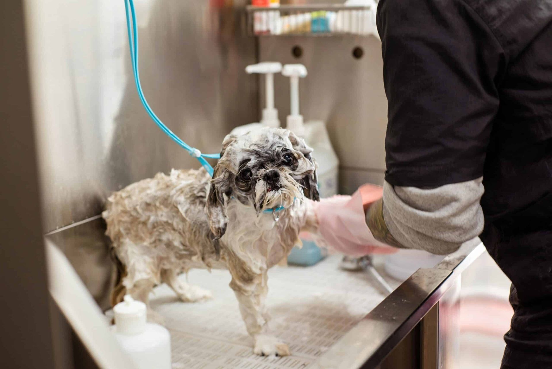 Dog being bathed in a stainless steel sink by a person wearing gloves.