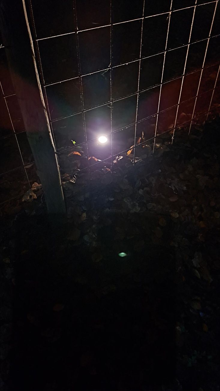 Fel licht schijnt 's nachts door een bladerdak van gaas, met daaronder donkere bomen.