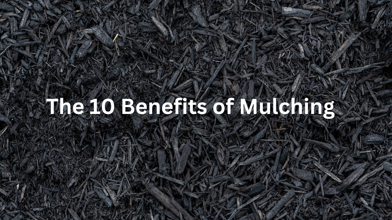 The 10 Major Benefits of Mulching Your Landscape