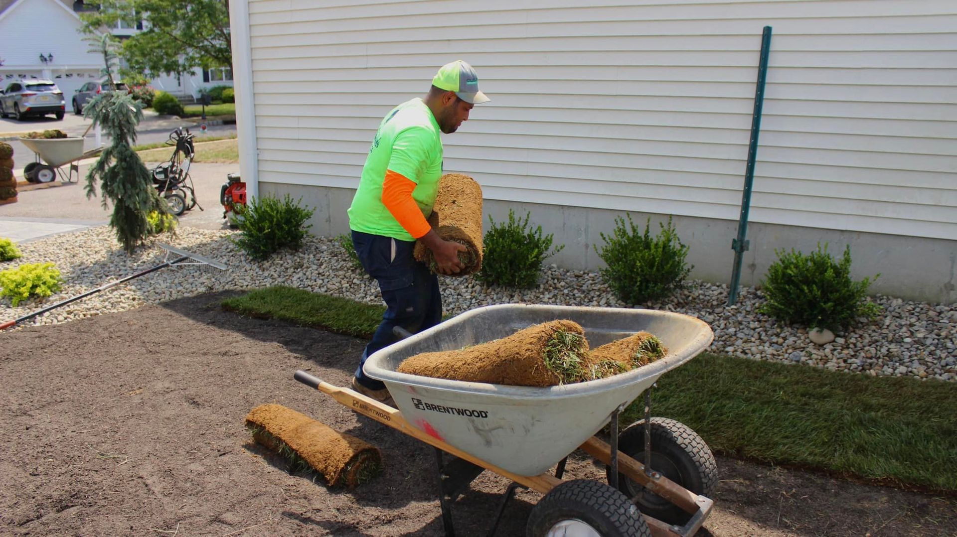 sod grass