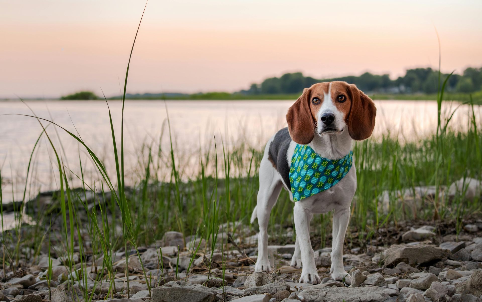 beagle standing on the rocky shore of a lake