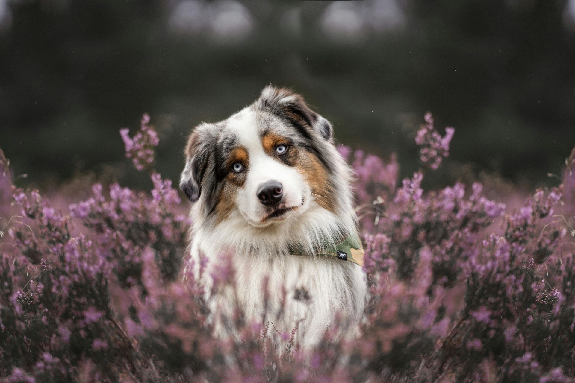 australian shepherd in a flower field