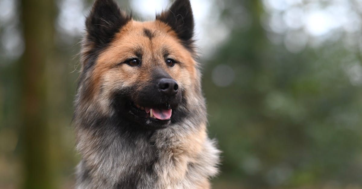 shepherd mix