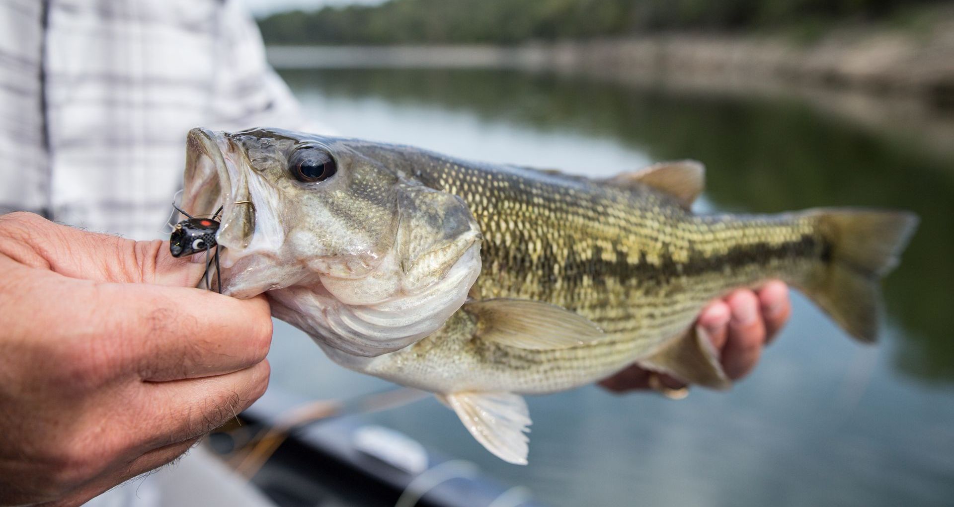 Fisherman holding a largemouth bass