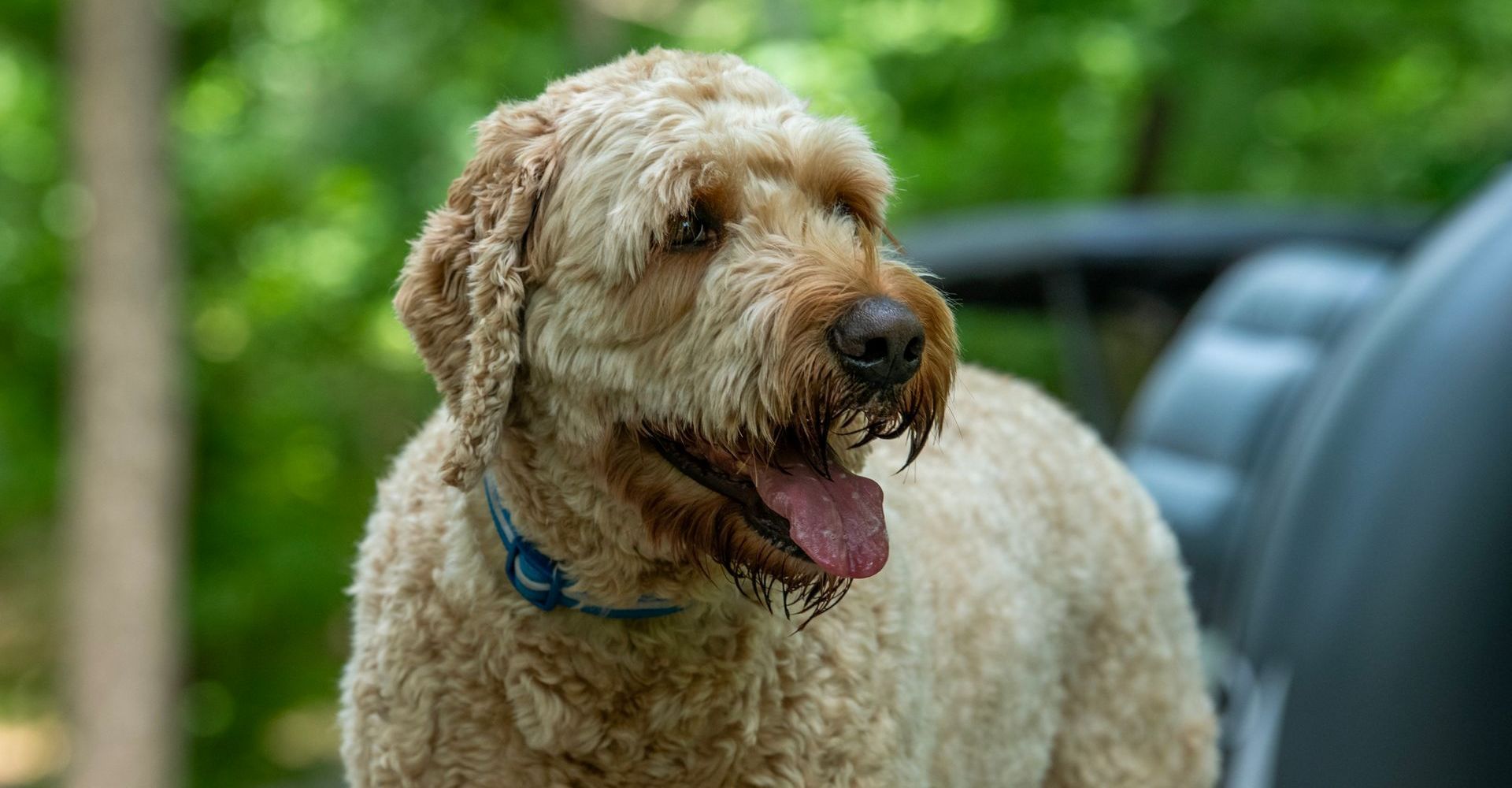 Top Tips and Pet-Friendly Features at Luray