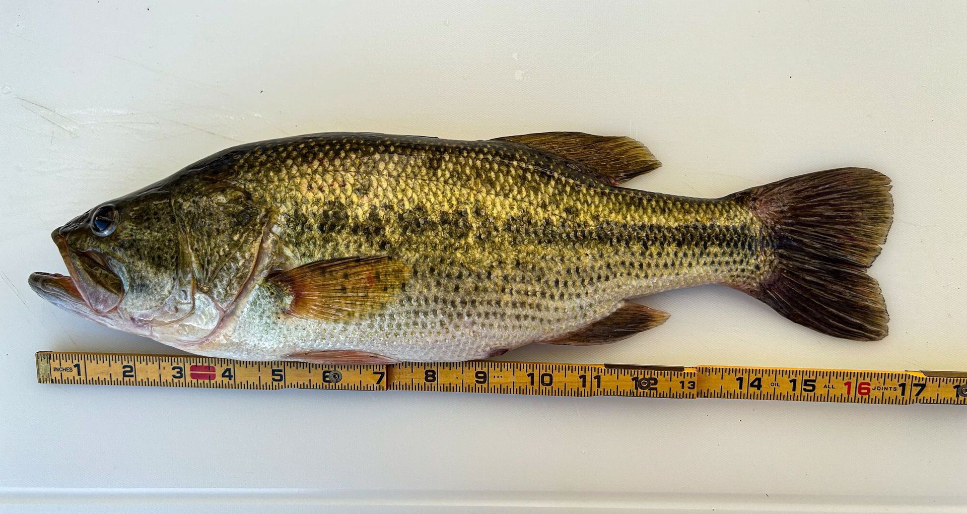 Largemouth bass next to a measuring tape