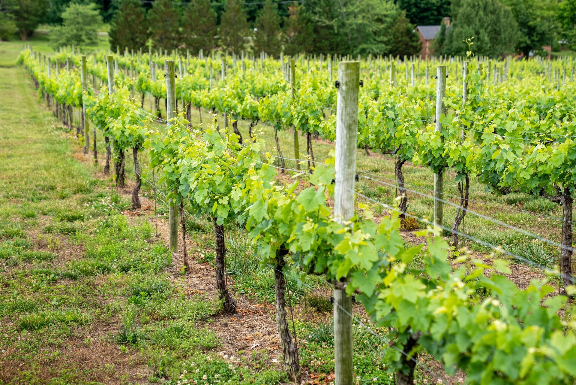 Shenandoah Vineyards