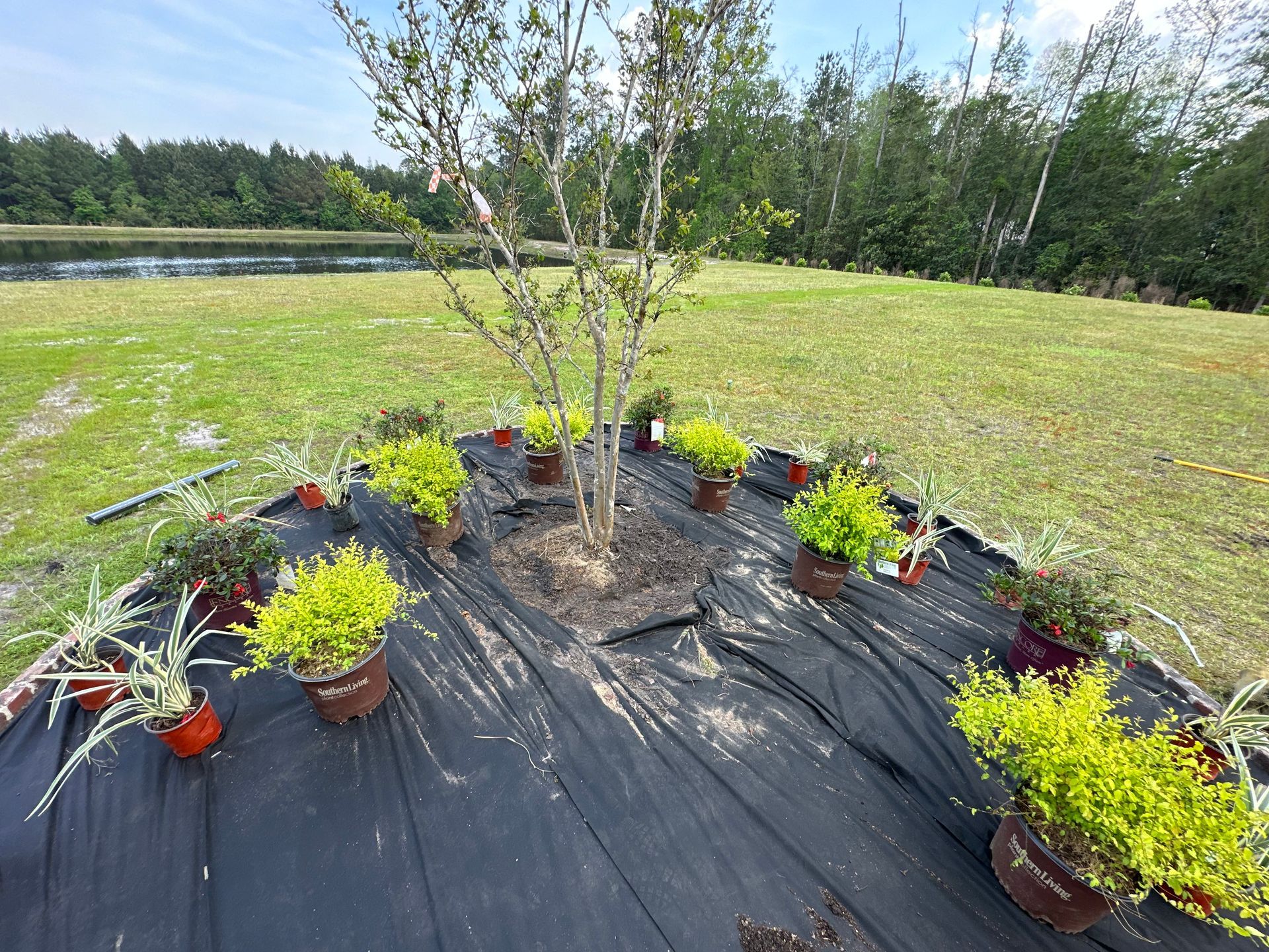 A young tree surrounded by potted green plants on a black landscape fabric in a grassy field near a pond.